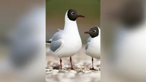 RSPB Black-headed gull
