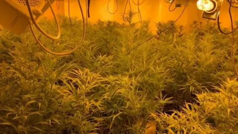 South Yorkshire Police Cannabis plants inside the property