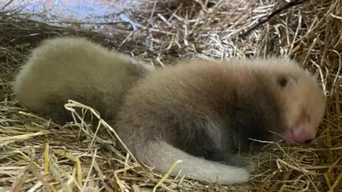Curraghs Wildlife Park Red panda cubs sleeping