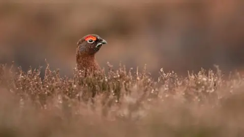 Getty Images grouse shoot