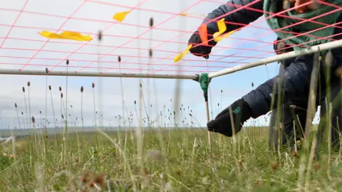 Mariana García Criado and Gergana N. Daskalova Measuring the grass species Alopecurus alpinus
