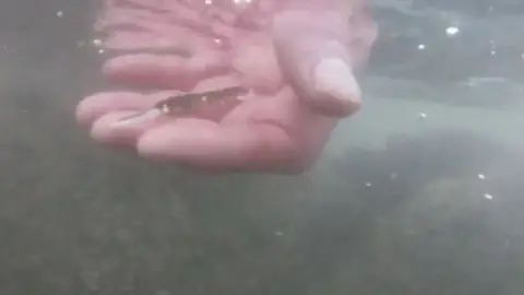 A juvenile lobster being put in the sea