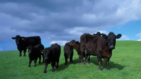 Getty Images Welsh Black