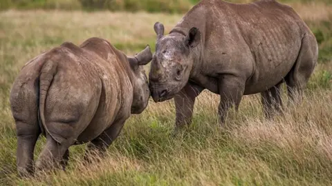 David Roberts Black Rhino at Yorkshire Wildlife Park