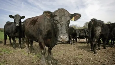 Getty Images Cows