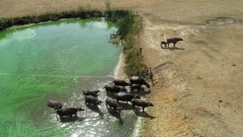 AFP Aerial photograph showing a group of water buffalo walking from a water pool onto parched earth at Beckum, Germany