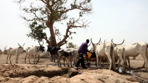 AFP A Fulani herdsman waters his cattle on a dusty plain between Malkohi and Yola town on May 7, 2015.