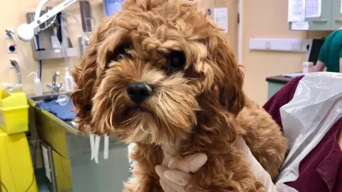 Stephen Arnott Simba