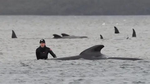 TASMANIA GOVERNMENT A rescuer stands waist deep in water next to a stranded whale