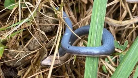 National Highways Blue slow worm