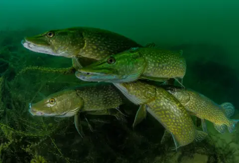 Tony Stephenson/UPY 2018 A group of pike underwater.