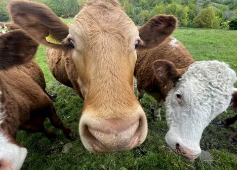 Victoria Gill Cattle