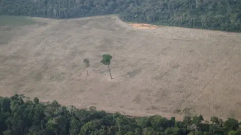 Reuters An aerial view shows a tree at the centre of a deforested plot of the Amazon near Porto Velho in Brazil on 14 August 2020