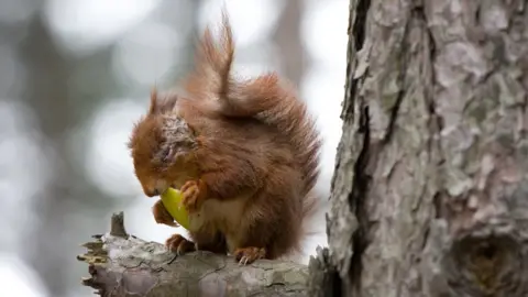 William Lee Squirrel