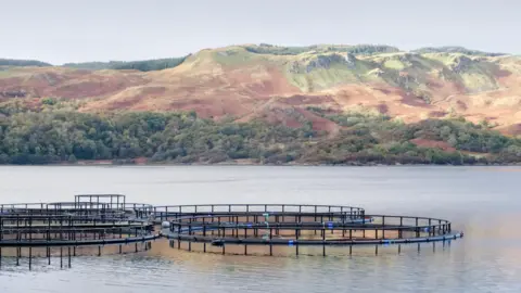 Salmon farm