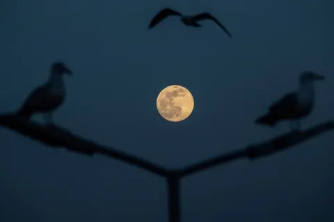 EPA Gulls fly over the Bosphorus Strait as the pink supermoon rises in Istanbul, Turkey