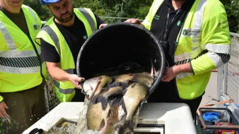 Canal and River Trust The fish being transported