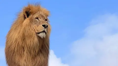 Combe Martin Wildlife & Dinosaur Park Lenny the African lion stands proudly