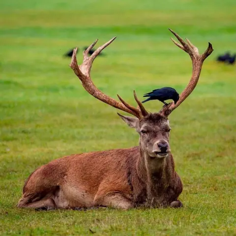 Wollaton Hall An "old stag" with new antlers