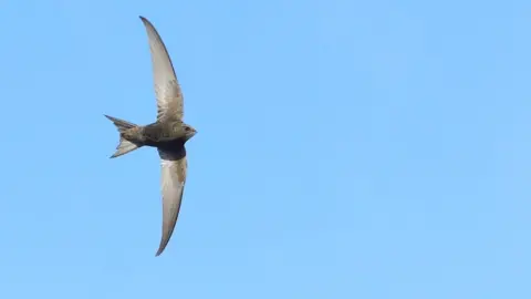 RSPB Scotland Swift