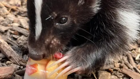 Exotic Zoo Tia the skunk