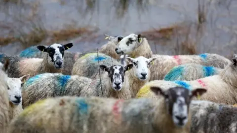 Getty Images Sheep cut off by a flooding River Tweed in The Scottish Borders