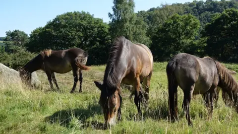 National Trust / Luke Watson Exmoor ponies