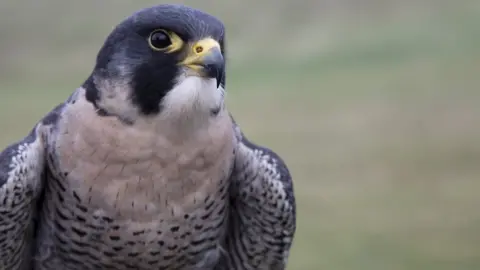 Getty Images Falcon