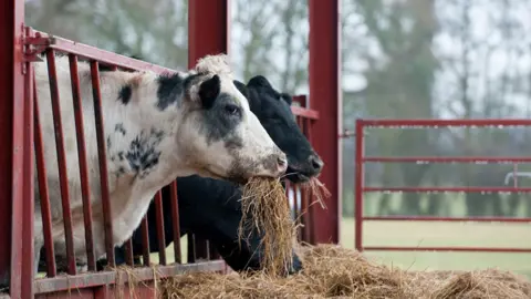 dageldog/Getty Images Cattle