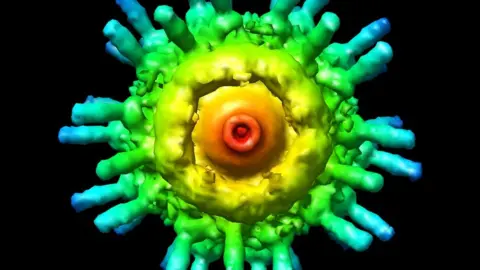 An enhanced picture of virus seen through an electron microscope.