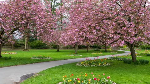 South Swindon Parish Council Cherry blossom trees in full bloom in Swindon's Old Town Gardens
