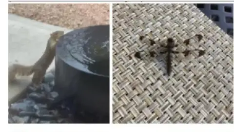 ImageNet A Squirrel and dragonfly