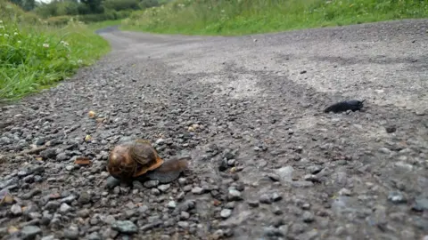 Graham Ranson A slug and a snail in Ascott-Under-Wychwood