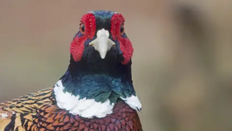 Getty Images Pheasant