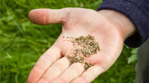 Getty Images Small seeds in the palm of a man's hand