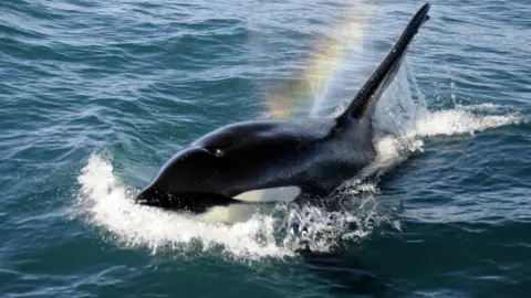 BBC Orca