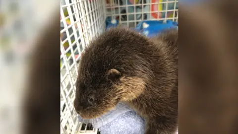 RSPCA Eve in a pen at the RSPCA centre