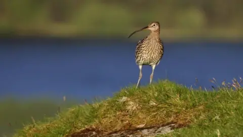 RSPB The eurasian curlew