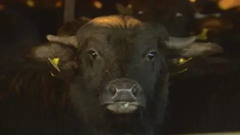 The Buffalo Farm