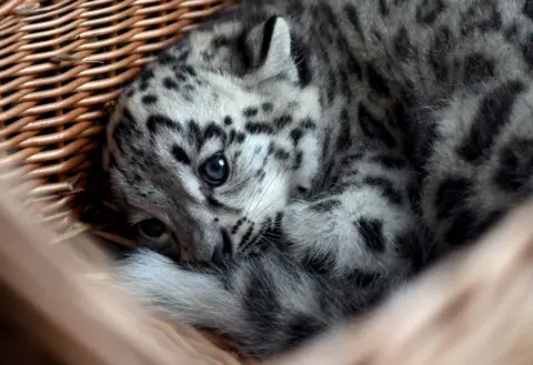 What Will Happen to the Snow Leopard of the Himalayas? ‹ Literary Hub