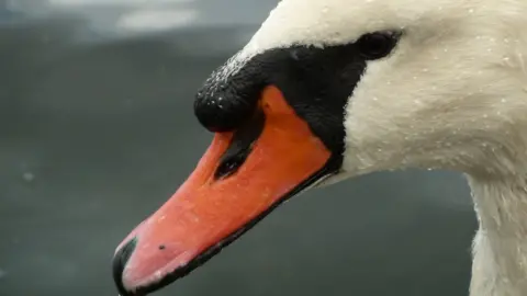 swan