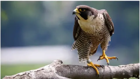 BBC Peregrine falcon