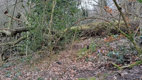 Poo bags left in a tree