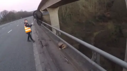 Secret World Wildlife Rescue A badger curled up on a ledge on the M5