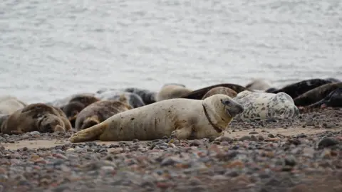 Georgia de Jong Cleyndert  Seal with a rope around its neck