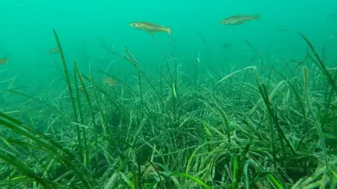 Matt Slater/Cornwall Wildlife Trust Undated handout photo of Pollack in a seagrass nursey