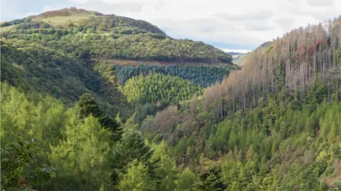 Getty Images forestry in Wales