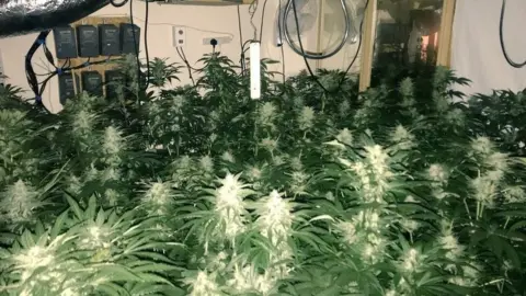 PC CAROLINE FOSTER/twitter Cannabis plants