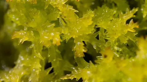 Jayne Murdoch Sphagnum moss