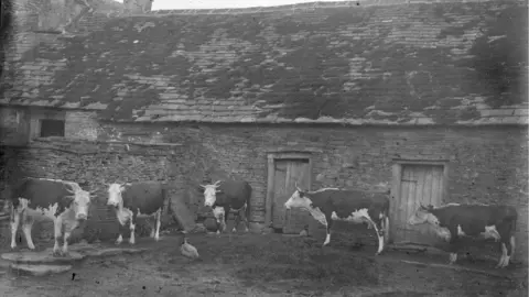 Hereford Valley Centre Cows